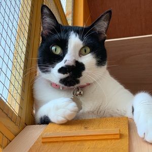 Meet your Posher, Ebony